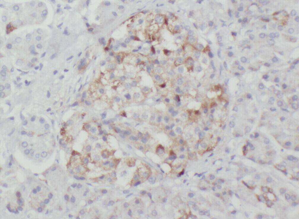 WSB2 Antibody - BSA Free