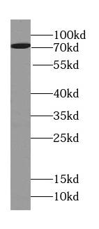 FRMD6 Antibody - BSA Free