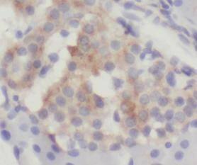 WFDC3 Antibody - BSA Free