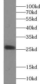 WFDC3 Antibody - BSA Free