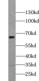 WEE2 Antibody - BSA Free