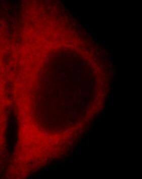 WDR81 Antibody - BSA Free