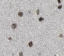 WDR81 Antibody - BSA Free