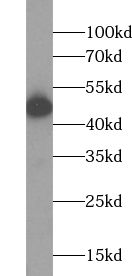 WDR55 Antibody - BSA Free
