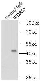 WDR55 Antibody - BSA Free
