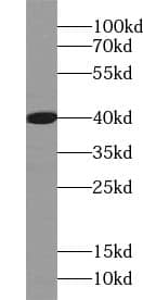 WDR45 Antibody - BSA Free