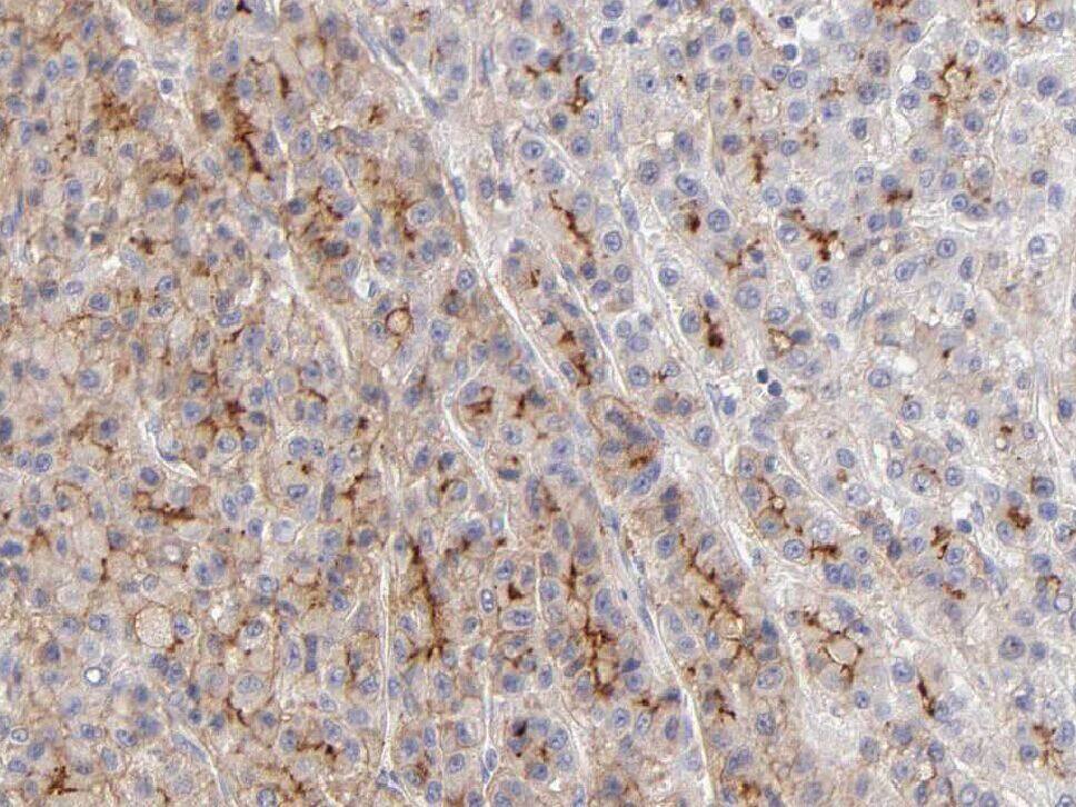 WDR45 Antibody - BSA Free