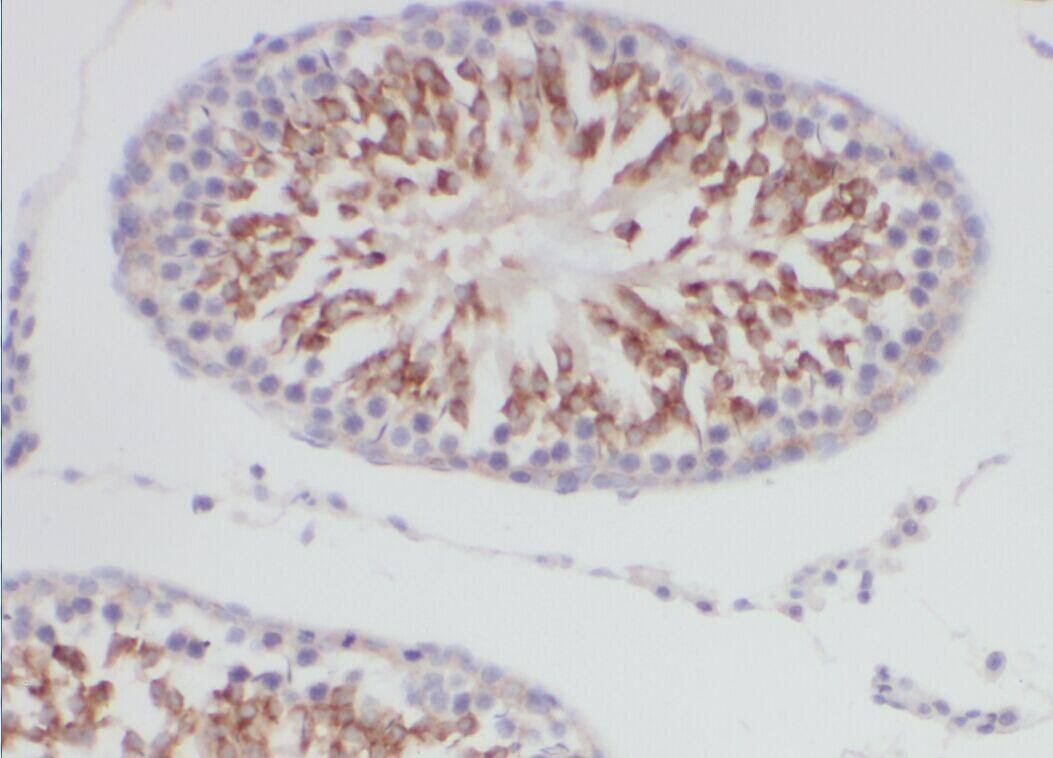 DCAF12 Antibody - BSA Free