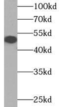 DCAF12 Antibody - BSA Free