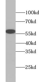 WDR37 Antibody - BSA Free