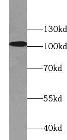 WDR24 Antibody - BSA Free