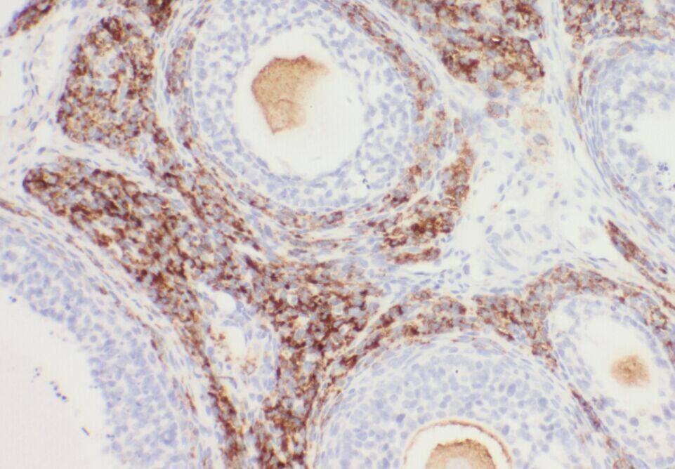 WDR24 Antibody - BSA Free