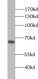 WDR16 Antibody - BSA Free