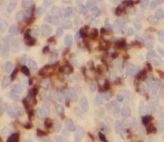 WDFY4 Antibody - BSA Free