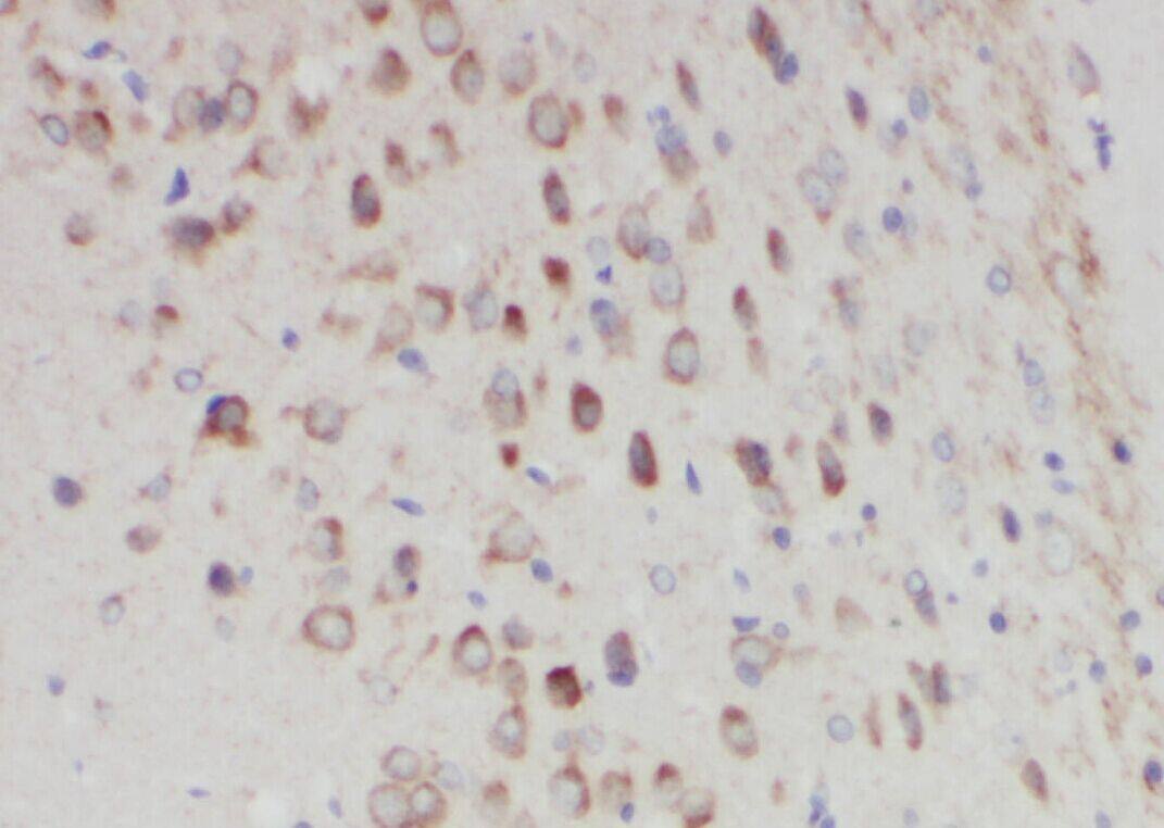 WBSCR17 Antibody - BSA Free