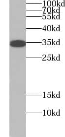 WBP2NL Antibody - BSA Free