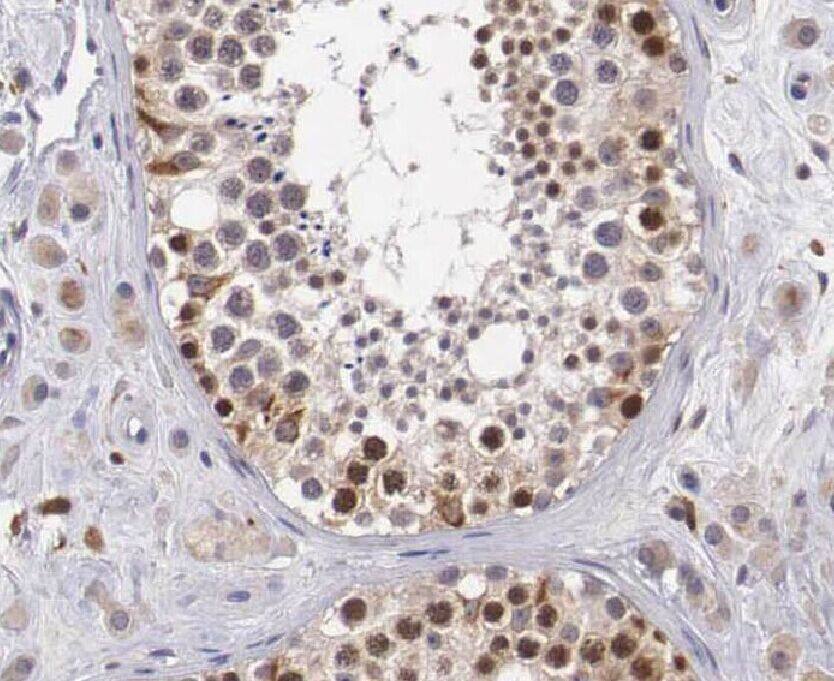 WBP2 Antibody - BSA Free