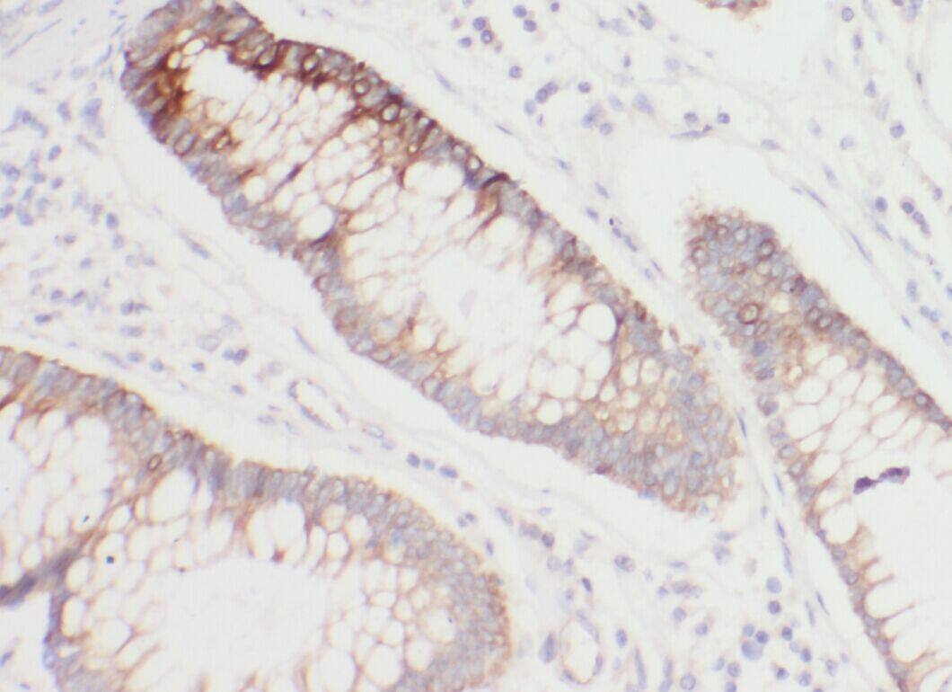WBP1 Antibody - BSA Free