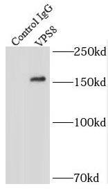 VPS8 Antibody - BSA Free