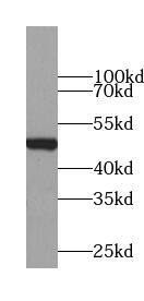 VPS4B Antibody - BSA Free