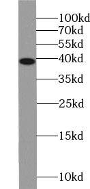 VP26B Antibody - BSA Free