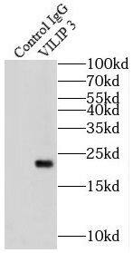 VILIP3 Antibody - BSA Free