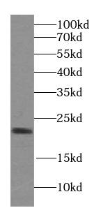 VILIP3 Antibody - BSA Free