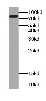 VRTN Antibody - BSA Free