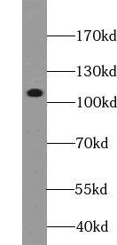 VARS2 Antibody - BSA Free