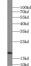 UXT Antibody - BSA Free