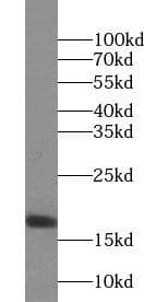 UTP23 Antibody - BSA Free