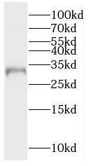 RTP1 Antibody - BSA Free