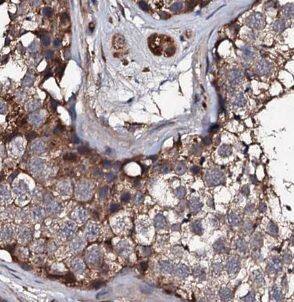 USP50 Antibody - BSA Free