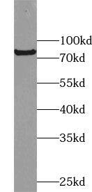 USP44 Antibody - BSA Free