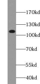USP37 Antibody - BSA Free