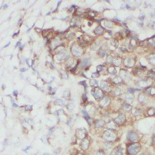 USP34 Antibody - BSA Free