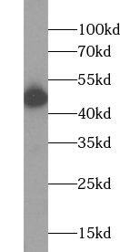 USP34 Antibody - BSA Free