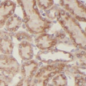 USP33 Antibody - BSA Free