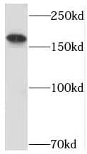 USP32 Antibody - BSA Free
