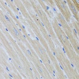 USP25 Antibody - BSA Free