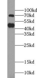 USP18 Antibody - BSA Free