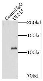 USP15 Antibody - BSA Free