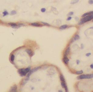 USMG5 Antibody - BSA Free