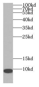 USMG5 Antibody - BSA Free