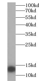 Uroguanylin Antibody - BSA Free