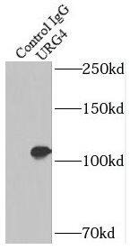 URG4 Antibody - BSA Free