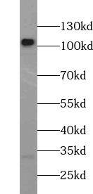 URG4 Antibody - BSA Free