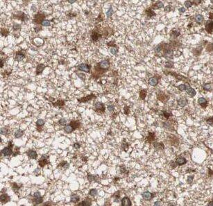 URG4 Antibody - BSA Free
