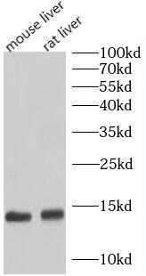 UQCRB Antibody - BSA Free