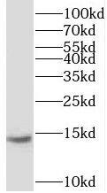 MNF1 Antibody - BSA Free